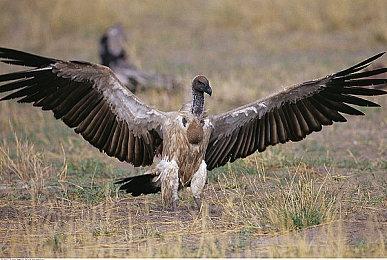 343人员解释《光环：无限》单人PVE模式未在科隆展出现原由